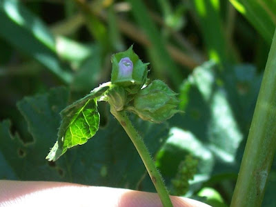 Cheeseweed mallow Cheeseweed mallow