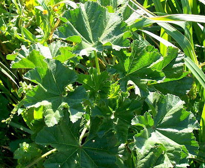Cheeseweed mallow Cheeseweed mallow