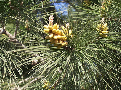 Aleppo Pine, Pinus halepensis Aleppo Pine, Pinus halepensis