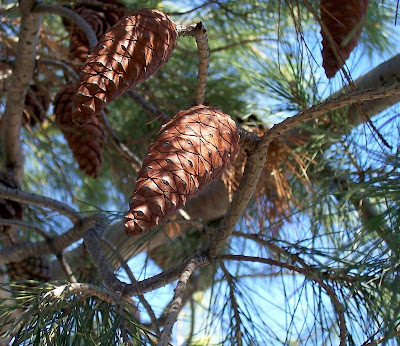 Aleppo Pine, Pinus halepensis Aleppo Pine, Pinus halepensis