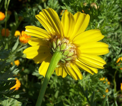 Chrysanthemum coronarium L.