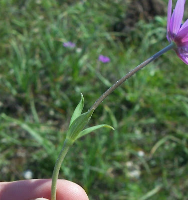 Anemone hortensis L.