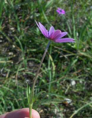 Anemone hortensis L.
