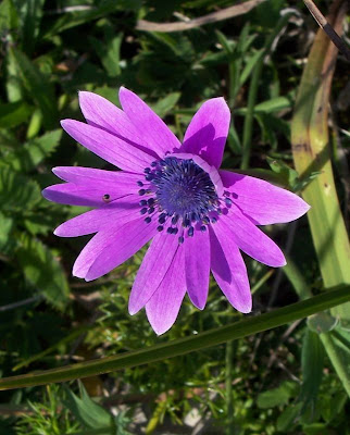 Anemone hortensis L.