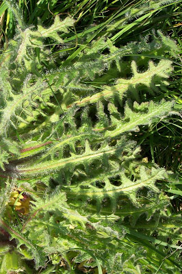 Blessed thistle Blessed thistle