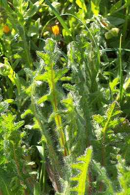 Blessed thistle Blessed thistle