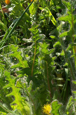 Blessed thistle Blessed thistle
