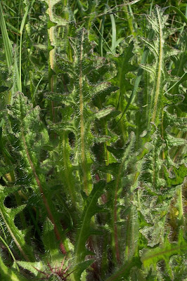 Blessed thistle Blessed thistle