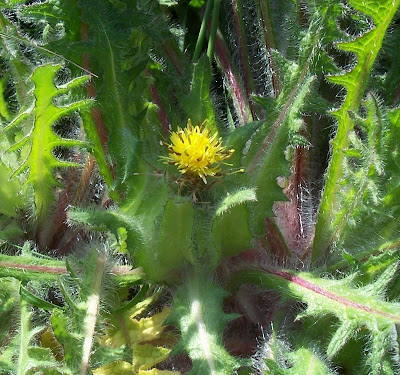 Blessed thistle Blessed thistle