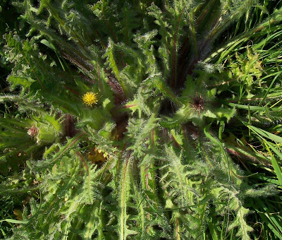Blessed thistle Blessed thistle