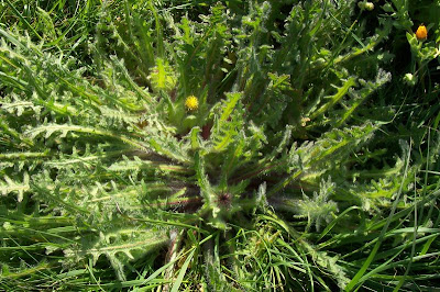 Blessed thistle Blessed thistle