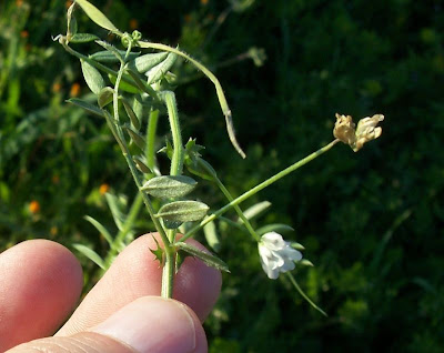 Brown Fruited Vetch Brown Fruited Vetch