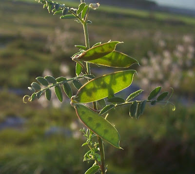 Brown Fruited Vetch Brown Fruited Vetch