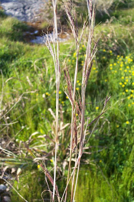 Common thatching grass Common thatching grass
