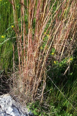 Common thatching grass Common thatching grass
