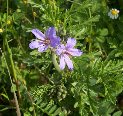 Common stork's bill Common stork's bill