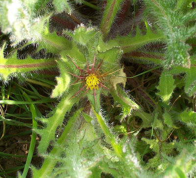 Blessed thistle Blessed thistle