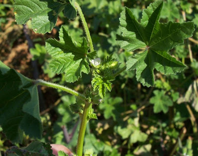 Cheeseweed mallow Cheeseweed mallow