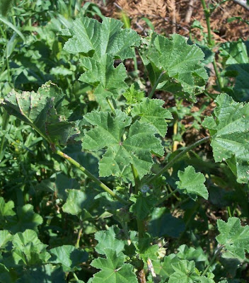 Cheeseweed mallow Cheeseweed mallow