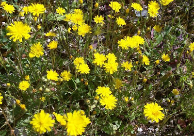 Little Hawksbeard Little Hawksbeard