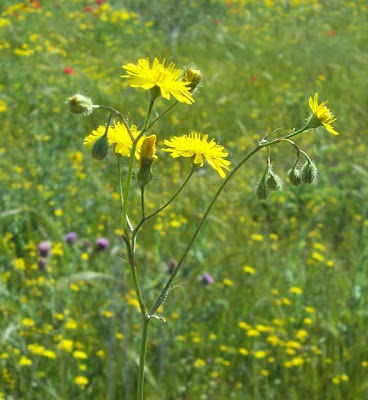 Little Hawksbeard Little Hawksbeard