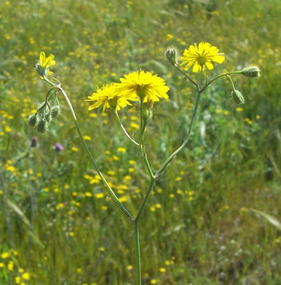 Little Hawksbeard Little Hawksbeard