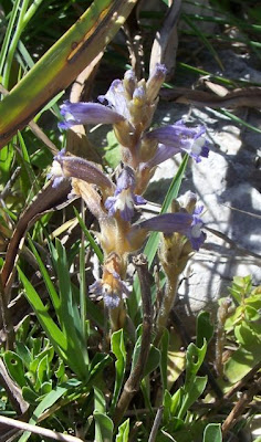 Branched broomrape Branched broomrape