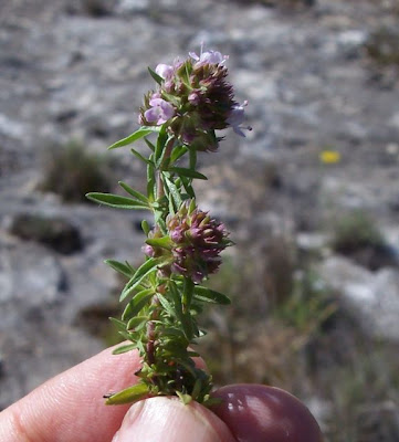 Apulian Thyme, Thymus spinulosus Apulian Thyme, Thymus spinulosus
