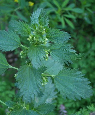Burning nettle