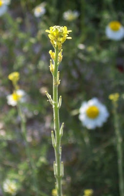 Hedgemustard Hedgemustard
