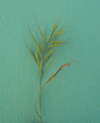 Brome de Madrid Brome de Madrid
