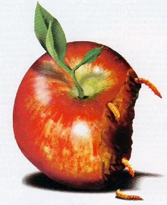 [apple-rotten[3].jpg]