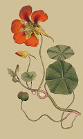 Nasturtium