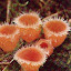 Nấm - Fungi