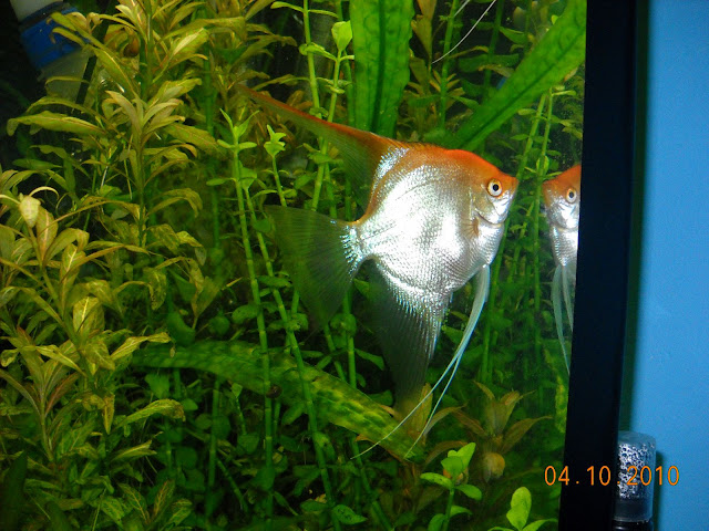 Scalarul (Angel Fish) - Pictures & Videos [Archive] - Forum de acvaristica  - Pesti de acvariu