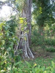 The first tree where Dharma Sangha started to meditate in 2005