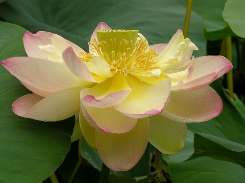Mahayana Buddhism