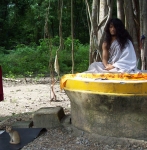 Wild kitten in refuge of Guruji