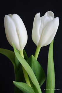 Tulips Tulips