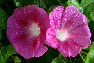 Morning_Glory Morning_Glory
