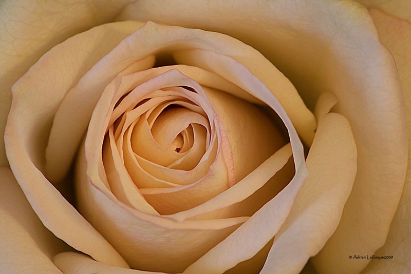 [White-Rose_1[4].jpg]