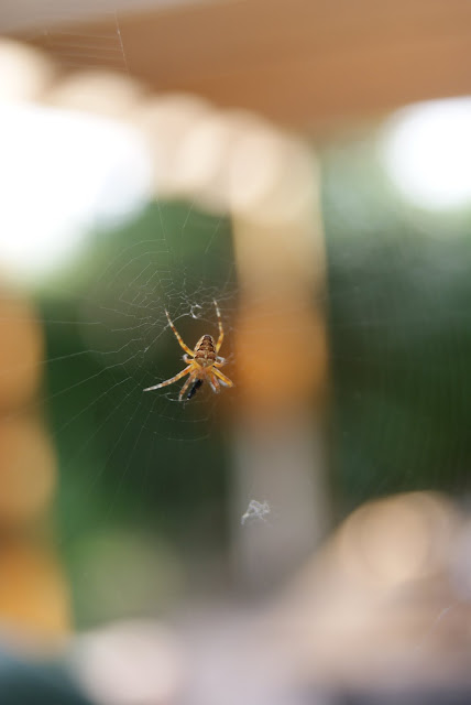 spider with prey