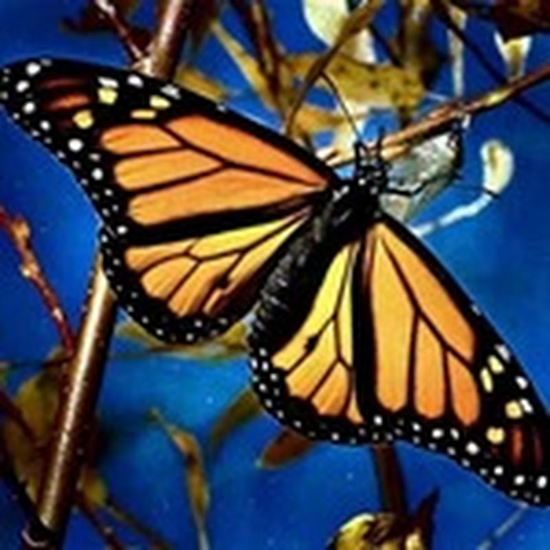 Proyecto Salvemos las Mariposas Monarcas
