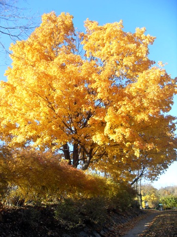 [YellowTree[3].jpg]