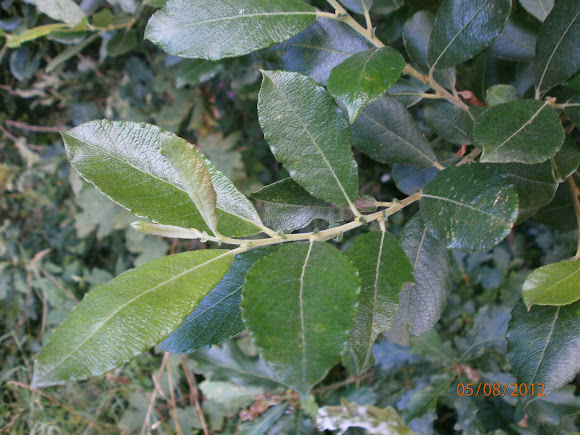 Spotting Image 1