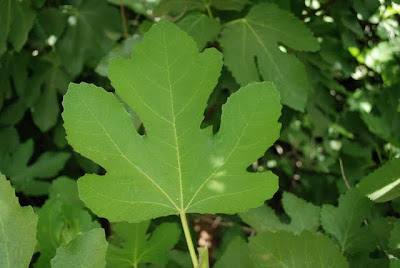 Fig Leaf