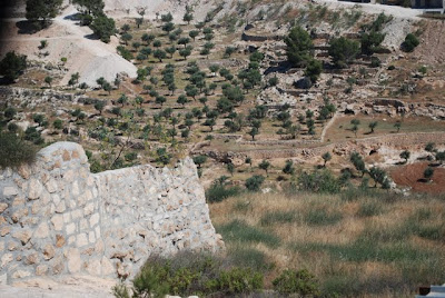 Olive Trees in the Shepherd's Fields