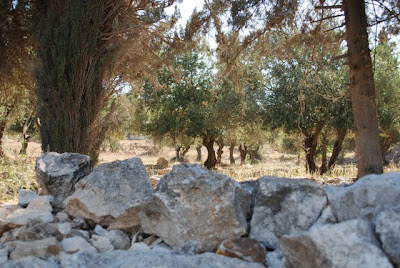 More Olive Trees on our walk up the Mount of Olives