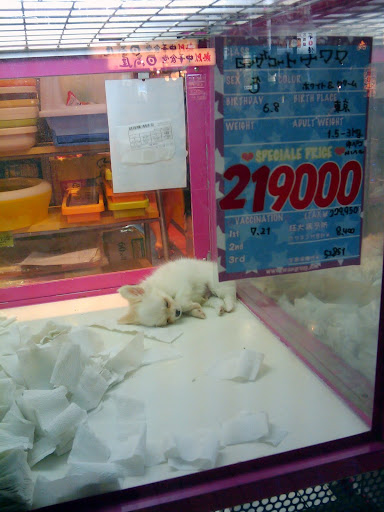 Sad doggy in Shibuya