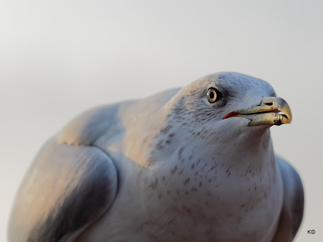 IMAGE: http://lh3.ggpht.com/_hdZasF15SMc/TN9TAvL9gHI/AAAAAAAAPGU/cUkfqx1CjJk/s640/2010_11_13_9999_402.JPG